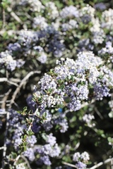Ceanothus masonii