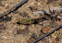Chortoicetes terminifera