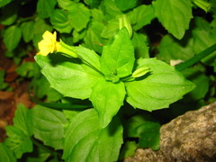 Erythranthe nepalensis