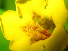 Erythranthe nepalensis