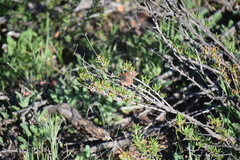 Euphydryas editha quino