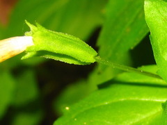 Erythranthe nepalensis