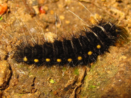 Princess Gifu Butterfly