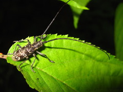 Monochamus saltuarius