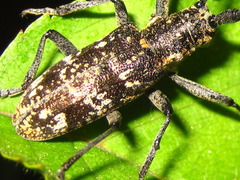 Monochamus saltuarius