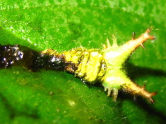 Apaturinae