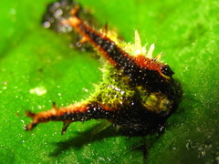 Apaturinae