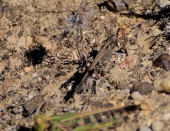Chortoicetes terminifera