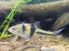 Striuntius lateristriga