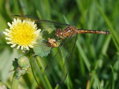 Erythrodiplax basifusca
