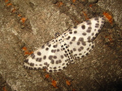 Antipercnia albinigrata