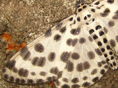 Antipercnia albinigrata