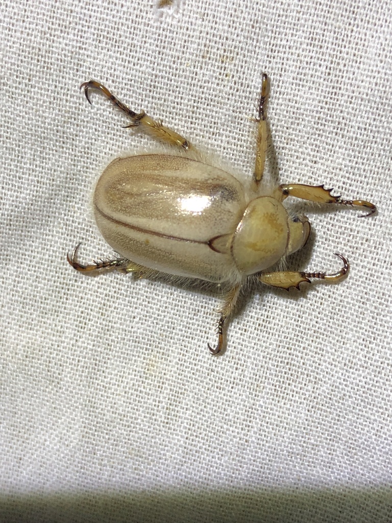 Pseudocotalpa sonorica