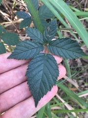 Rubus grabowskii
