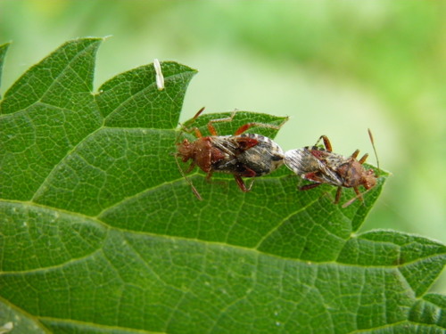 Dryžapilvė Kampuotblakė
