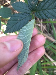 Rubus grabowskii