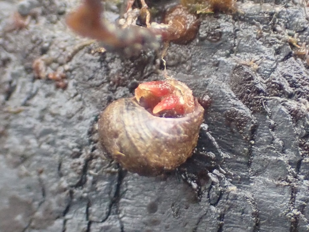Hart's hermit crab