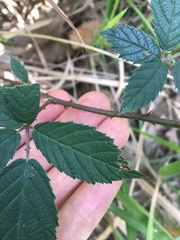 Rubus grabowskii