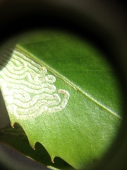 Eumetriochroa panacivermiforma