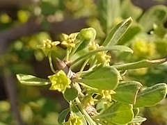 Condalia globosa globosa