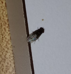 Diptera