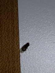 Diptera
