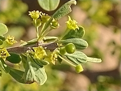 Condalia globosa globosa