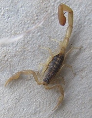Centruroides baldazoi