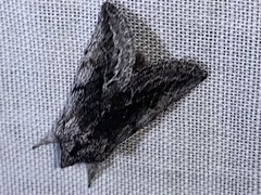 Pleromelloida conserta