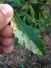 Eumetriochroa panacivermiforma