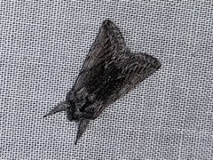 Pleromelloida conserta