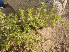 Condalia globosa globosa