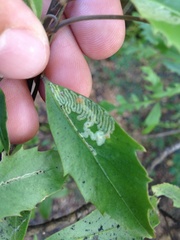 Eumetriochroa panacivermiforma