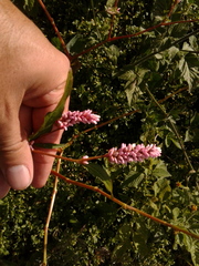 Persicaria segetum