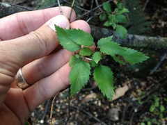 Mountain Fivefinger (Aristotelia fruticosa)
