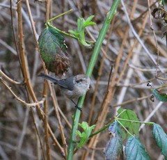 Psaltriparus minimus