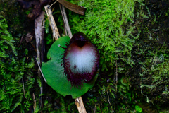 Corybas hispidus