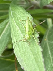 Tettigonia orientalis