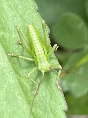 Tettigonia orientalis