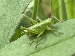 Tettigonia orientalis