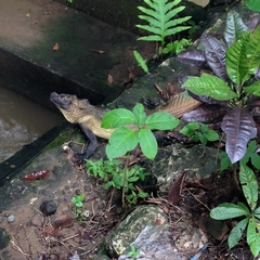 Hydrosaurus microlophus