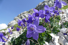 Aquilegia iulia