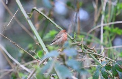 Haemorhous mexicanus