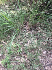 Eragrostis leptostachya