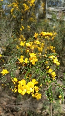 Bossiaea foliosa