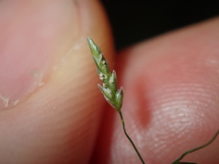 Eragrostis leptostachya
