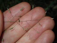 Eragrostis leptostachya