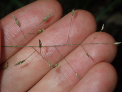Eragrostis leptostachya