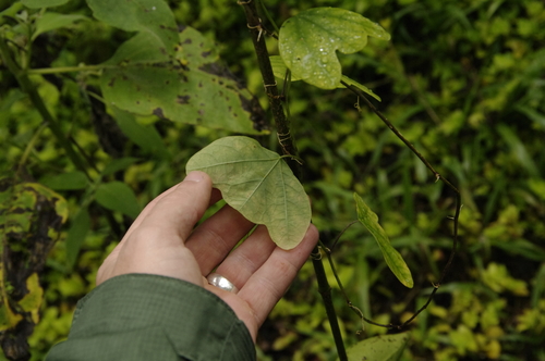 Passiflora colinvauxii (Passiflora colinvauxii)