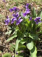 Viola prionantha